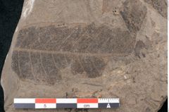 Foto (Detailansicht) von Quercus pseudolonchitis Ettingshausen (NHMW-GEO-2024-0188-7977)